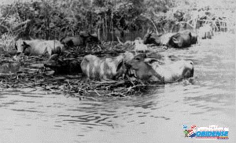 Isto foi notícia: Grande Cheia de 1859 no Baixo Amazonas 