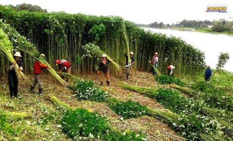 Terçado ou caneta: Fui plantador de juta em Óbidos | Portal Obidense